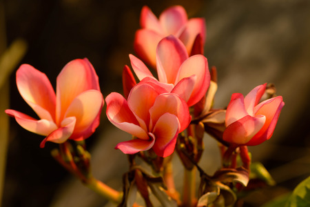 Pink Plumeria Flowersの写真素材