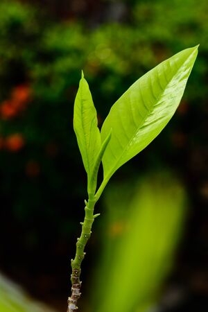 The young shoots of trees with green blur backgroundの写真素材