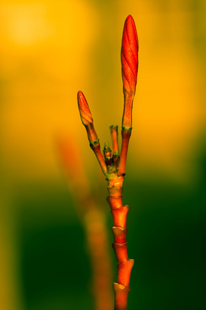 Plumeria flowersの写真素材