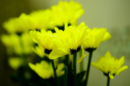 yellow daisy flowerの写真素材