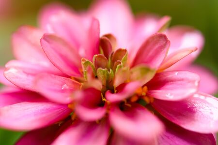 Flower petals multiple layers with rain on the leaves during the rainy seasonの写真素材