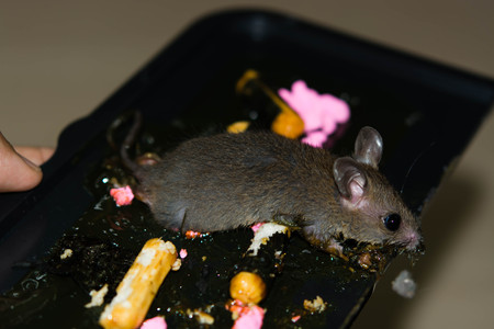 Glue mousetrap with bait food is make rat small duped