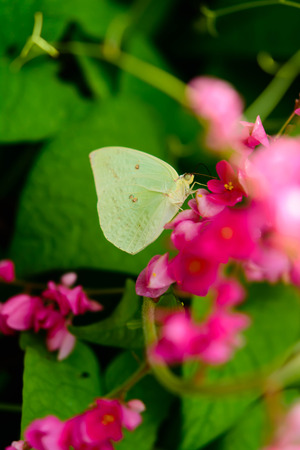 Yellow Butterfly on pink small Flowerの写真素材