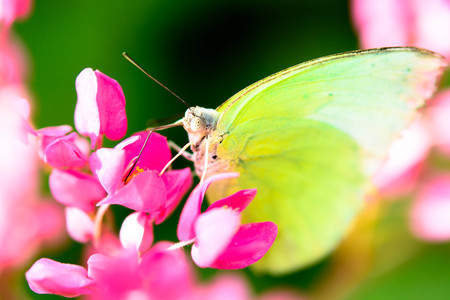 Yellow Butterfly on pink small Flowerの写真素材