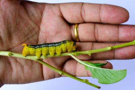 Big green caterpillar on hand planterの写真素材