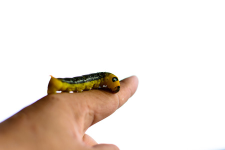 Big green caterpillar on hand planterの写真素材