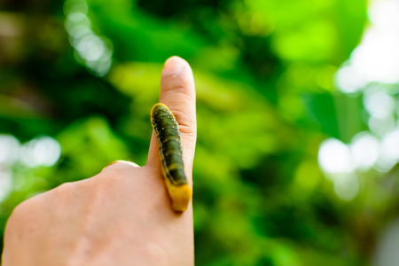 Big green caterpillar on hand planterの写真素材