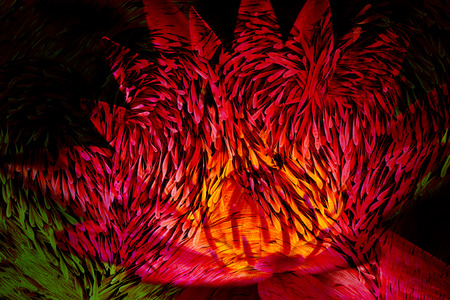 Black locust seeds hanging and dryの写真素材