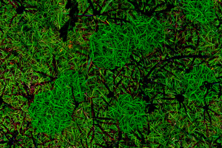 Close-up image of fresh spring green grassの写真素材