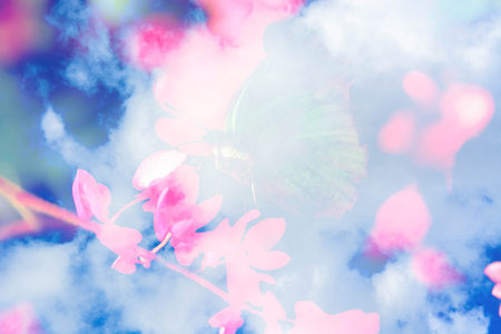 Yellow Butterfly on pink small Flowerの写真素材