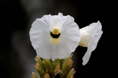 Carpenter  bees in the cave flower