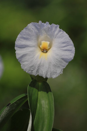 Bee in the cave flowerの写真素材