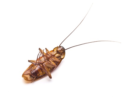 Dead cockroach isolated on a white background 