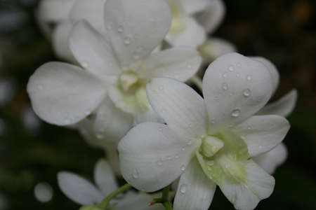 Orchidの写真素材