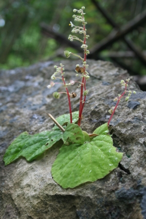 Begoniaの写真素材