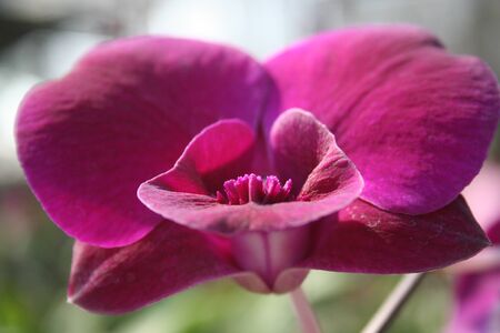 Orchidの写真素材