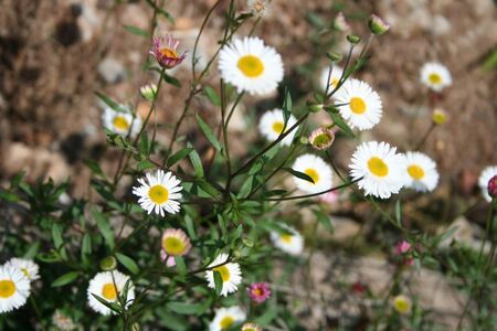 small white flowers