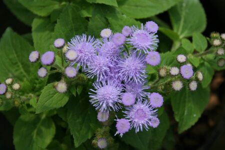Ageratum