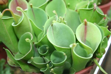 carnivorous plant