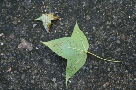 Maple leaf