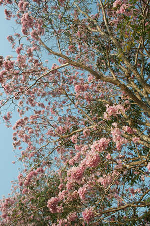 Pink trumpet tree