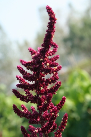 Amaranth flowerの写真素材
