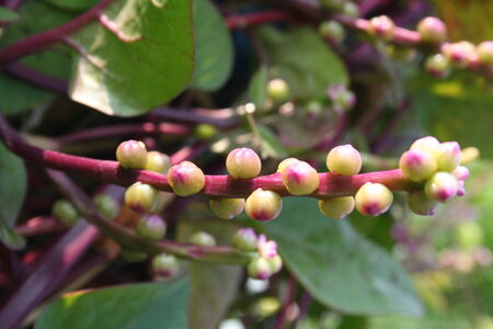 Basella albaの写真素材