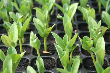 Basella seedlingの写真素材