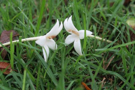 two white flowersの写真素材