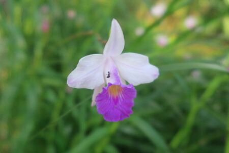 pink orchidの写真素材
