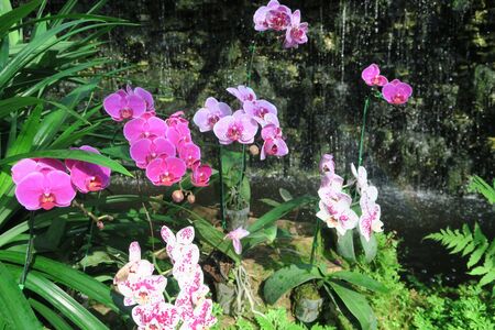 pink orchidの写真素材