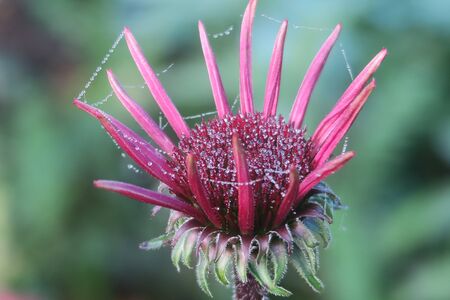 pink flowerの写真素材