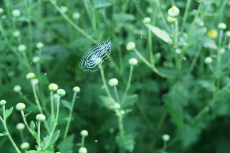 Spider webの写真素材