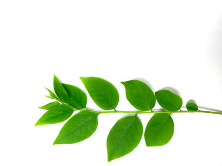 Green leaves isolated on white background. Top view. Flat lay.の写真素材