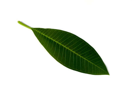 Frangipani leaf isolated on white background with clipping path.の写真素材