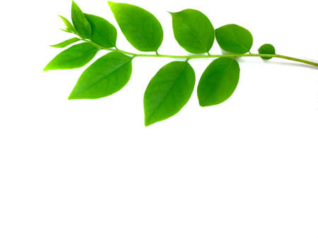 Green leaves isolated on white background with copy space for your text.の写真素材