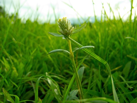 close up grass in the park.