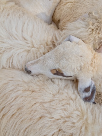 A group of sheep in one resort in Thailandの写真素材