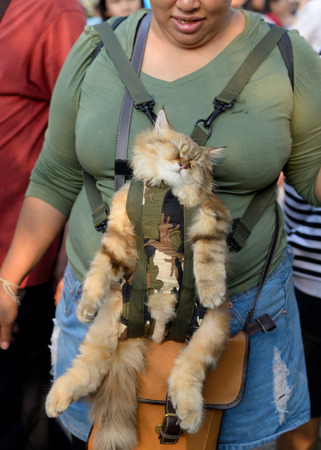 Bangkok, Thailand - January 17, 2015 Unidentified  Thai women with her cute sleeping cat at Lumpini Park.のeditorial素材
