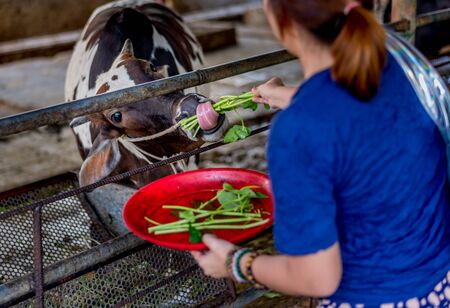 Bangkok, Thailand - Feb 14, 2015 Unidentified people come to feed cows at Hualamphong Temple. These cows are bought from slaughterhouse as making merit.のeditorial素材