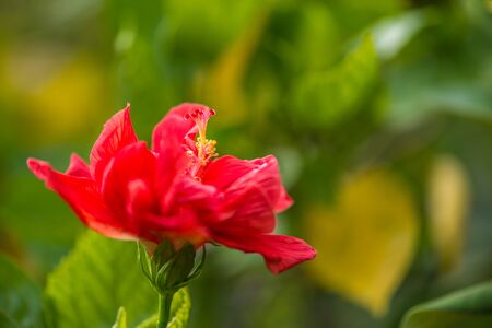 Close up of red flower in natureの写真素材