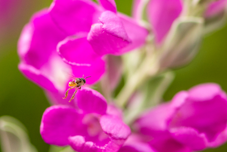 Bee in one morning with beautiful flower