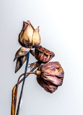 Beautiful dried lotus in studioの写真素材
