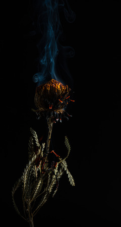 Beautiful burning flower in studio shotの写真素材
