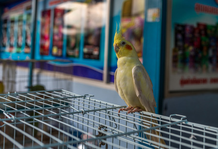 Bangkok, Thailand - Nov 14, 2015 Bird for sell in animal zone at Chatuchak, the biggest weekend market in South East Asia.のeditorial素材