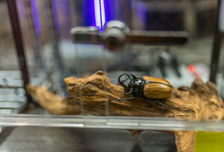 Rare beetle for sell in a shop of Bangkok, Thailandのeditorial素材