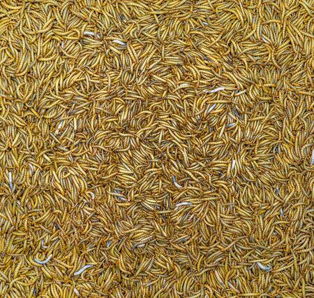 Many worms for sell as bird's food in pet marketのeditorial素材