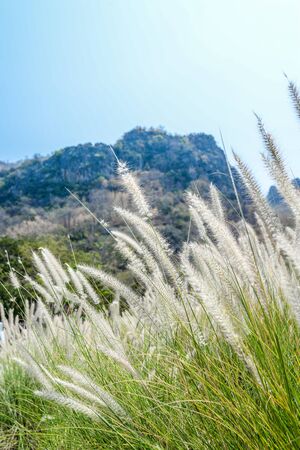 Beautiful grass flower in spring timeの写真素材