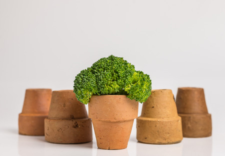 One stand brocoli in small potの写真素材