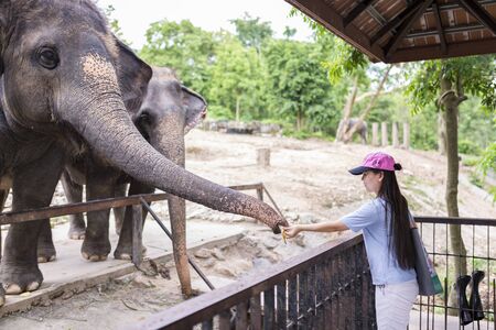 Chonburi, Thailand - June 24, 2017 Unidentified tourist is feeding elephant at Khao Kheow Open Zoo, the biggest zoo in Thailand.のeditorial素材